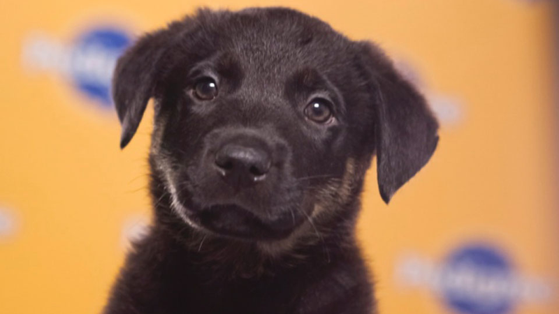 Illustration for article titled The Most Shocking Scandals of the 2013 Puppy Bowl